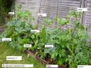 20070624-veg.jpg