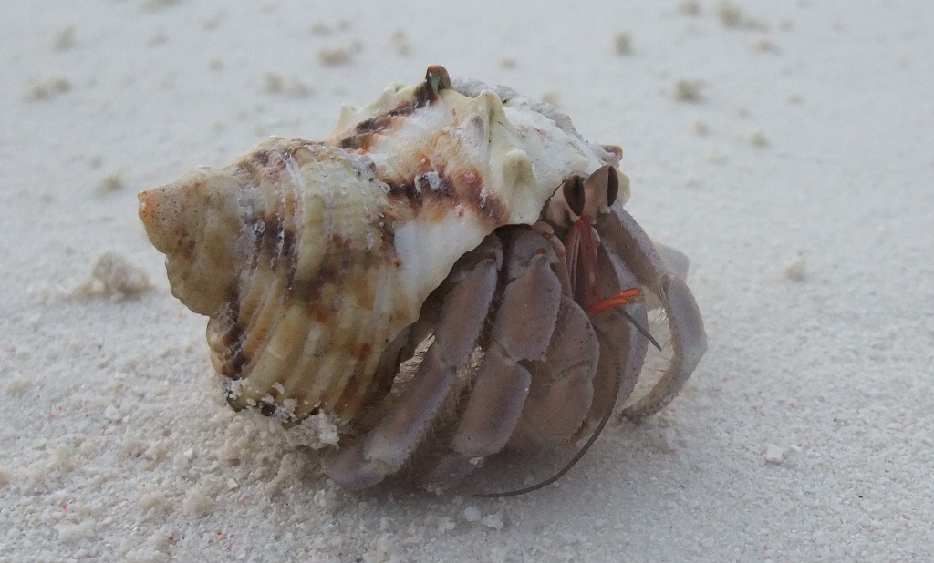crab