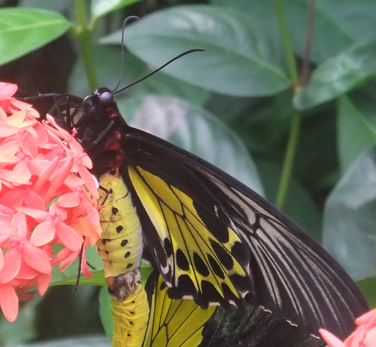 butterfly