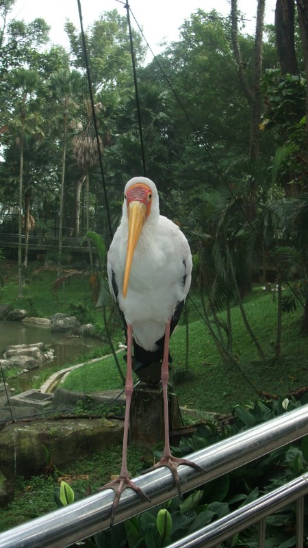 Stork at KL Bird Park